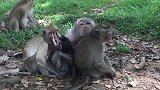 新生猴宝宝这么小，但是猴妈妈想给它断奶