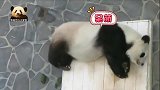熊猫旦旦一大清早就来上班了，躺在体重秤上搓jiojio好可爱