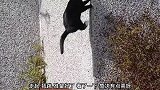 猫咪徒手爬上屋顶，就这技术不怕它抓不到耗子