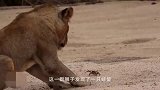 狮子第一次见到螃蟹，下一秒憋住别笑