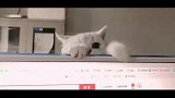 有这么可爱的猫还玩什么电脑啊，吸它就完事了！