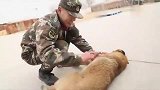 军犬，它们是“汪星人”中的“战斗机”