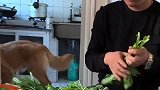 金毛小四帮主人干活，太懂事了，网友：继承了豆豆的优点！