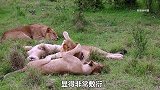两头母狮抢着向狮王示爱，狮王刚开始还乐在其中，后来却连连叫苦