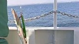 海钓不锈钢刀鱼，放鱼缸养殖比金龙还好看