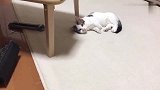 一只心机小奶猫，挡在熟睡同伴前：我比较可爱，快拍我