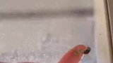 大家都见过这么小的螳螂吧，这算不算是雇佣童工啊