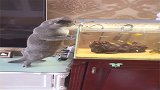 猫咪为了抓鱼直接往鱼缸里跳，哈哈，这身手厉害了