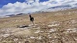 牧民解救藏挂在网围栏上的野驴