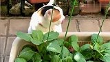 猫咪居然偷偷偷菜园的菜吃，确定我没有看错？！