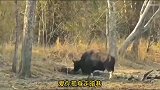 老牛本想救被老虎抓住的队友，结果刺了队友一剑