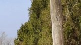商丘一学生参加学校祭扫活动后，独自走到烈士墓前逐一鞠躬。少年强则国强！