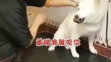 萌宠：狗狗也逃不过真香定律，我饿死从这跳下去也不让你碰我