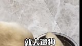 热门这样遛狗可能就会要它的命