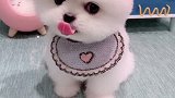 他好像听懂了什么