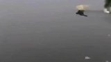 功夫水上漂重现江湖，这猫是得了真传吗？