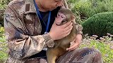提倡爱护动物，与人和谐相处！只要人类善待它们，它们知道感恩！ 猕猴