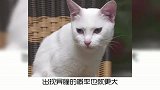 宠物小知识，为什么异瞳猫多为白猫？奇怪的知识又增加了