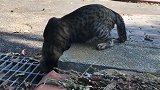 野外遇见一只流浪猫，找不到食物快饿死了