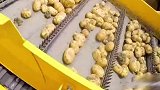 土豆也能大规模机收，现代农业机械化收割
