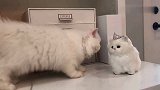 可爱波斯猫和玩具猫,小可爱你怎么不和我玩!