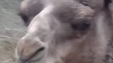 骆驼嘴里掉的肉球到底是干什么的呢