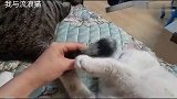 尾巴是用来玩的，不是用来咬的！