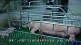 小老虎从小吃母猪的母乳长大，没想到长大后变成了这副模样！
