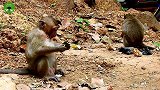 猴子找女朋友不一会找一只，你一公猴可以有十五只母猴