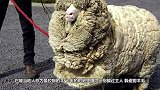 最狡猾的绵羊！7年用同一招骗过主人剃毛，毛剃完所有人大叫！