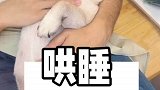 哄他睡着我只需要15秒