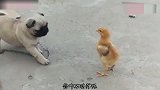 小狗想逗小鸡玩，结果小鸡一动不动，真是呆若木鸡