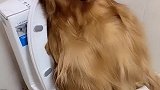 金毛妞妞上完厕所不下来，看主人如何应对的，结局笑死人不偿命