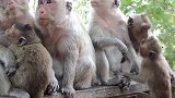 猴妈妈打算断奶，一只猴子抓紧时间快点吃一点
