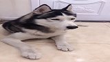 狗子：我怕是遇到了一个假主人，为啥狗不能自己选主人呢