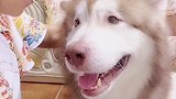 狗狗有多会撒娇