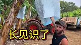 香蕉的采摘过程，长见识了