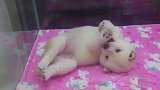 这小柴犬好会卖萌，天真无邪的少年！