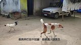 狗狗想要出门玩耍，不料公鸡霸气拦路，大战一触即发