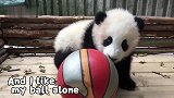 国宝：给我球我来踢！熊猫“足球队”加入世界杯大派对