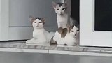 路上偶遇三只奇特发型的小猫咪