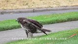 老鹰抓住孩子，本想飞起来，却反被家长抓住，镜头记录全过程！
