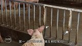 废机油在养猪过程竟然还有这种妙用,养猪的朋友一定得看看
