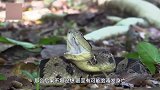 蛇中的“叛徒”！自身无毒无害，却能快速干掉剧毒的五步蛇