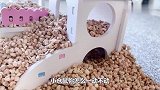 主人抓拍到小仓鼠无聊打洞，还差点被挤成肉饼，好搞笑