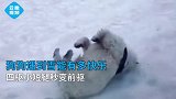 狗狗遇到雪能有多快乐！四驱小短腿秒变前驱，网友可爱到爆棚