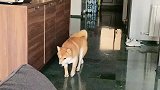 没人跟我玩，哼我自己跟自己玩