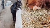 小时候的猫咪被奶牛欺负，长大后的猫咪只气势镇压住奶牛