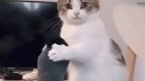 狸花猫两只手抱着铲屎官的脚撒娇卖萌要买糖！真是可爱极了！