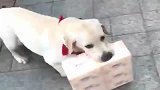 广东狗子出门帮主人拿东西回家，保安：那个谁，过来量一下体温！